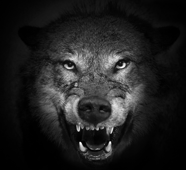 the face of an evil wolf on a black background the face of an evil wolf on a black background